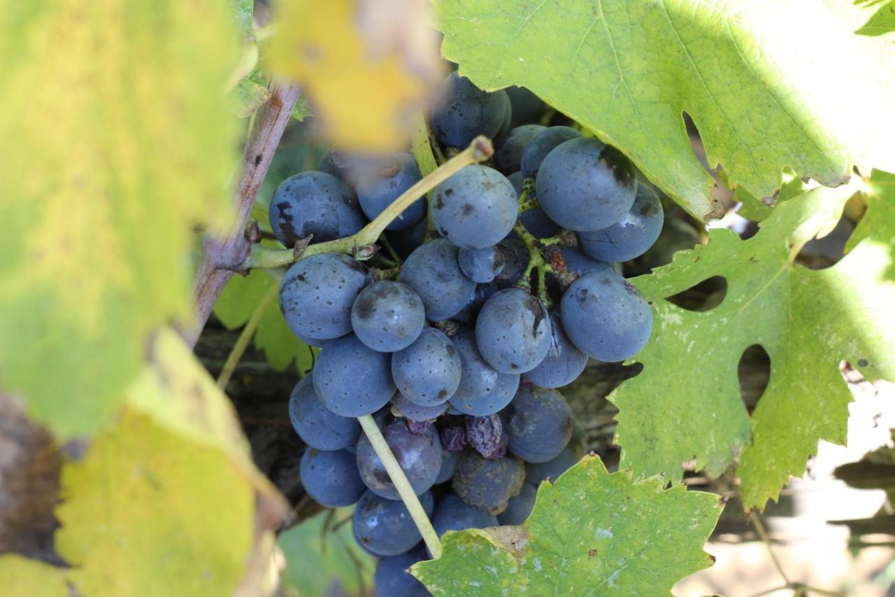 La Striscia Wine Resort Arezzo Ngoại thất bức ảnh