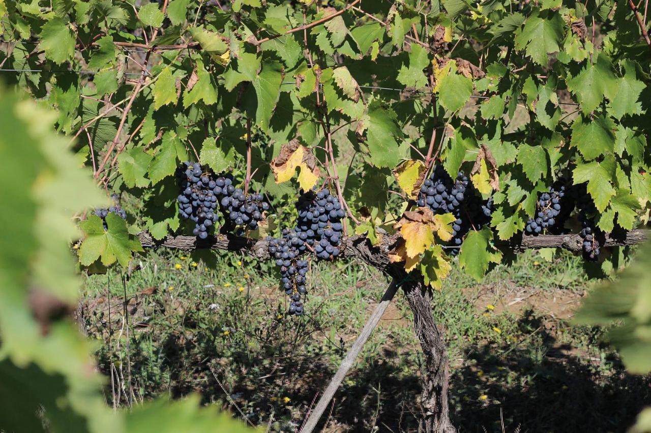 La Striscia Wine Resort Arezzo Ngoại thất bức ảnh